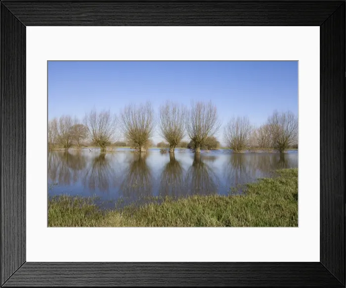 Framed Print : Pollard willow Refelections in the flooded forelands of the river IJssel, The Netherlands in early spring Framed Print : Pollard willow Refelections in the flooded forelands of the river IJssel, The Netherlands in early spring