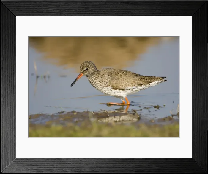 Framed Print : Redshank - adult male Framed Print : Redshank - adult male