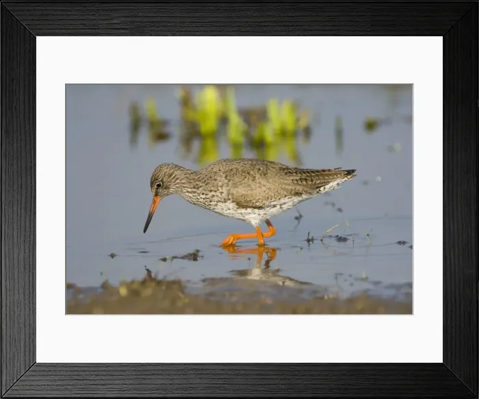 Framed Print : Redshank - adult male foraging Framed Print : Redshank - adult male foraging