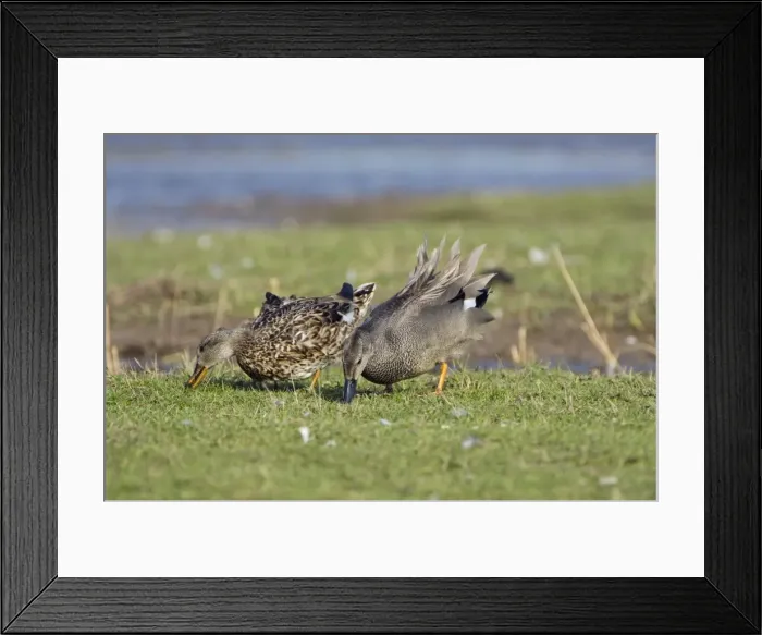 Framed Print : Gadwall Male and female feeding on grass Framed Print : Gadwall Male and female feeding on grass