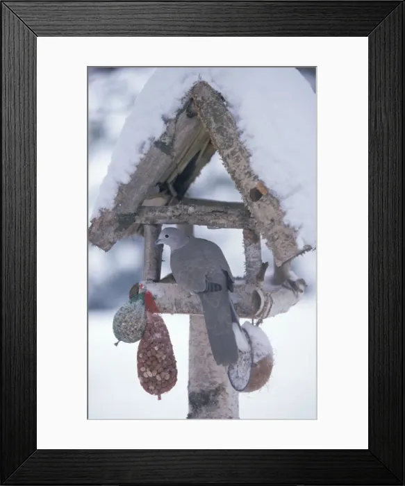 Framed Print : Collared Dove - Adult on birdtable during winter Zwartsluis, The Netherlands Framed Print : Collared Dove - Adult on birdtable during winter Zwartsluis, The Netherlands
