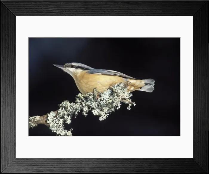 Framed Print : Nuthatch - Adult on a branch Bohemian forest, Czech Republic Framed Print : Nuthatch - Adult on a branch Bohemian forest, Czech Republic