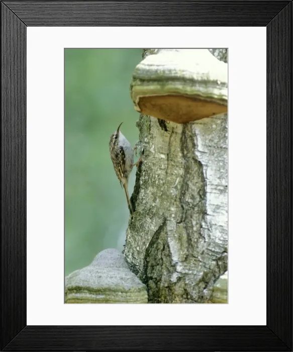Framed Print : Short-toed treecreeper - On birch with fungus Framed Print : Short-toed treecreeper - On birch with fungus