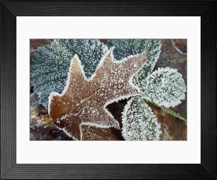 Framed Print : Rimed Oak Leaf - with frost Staphorst forest, The Netherlands Framed Print : Rimed Oak Leaf - with frost Staphorst forest, The Netherlands