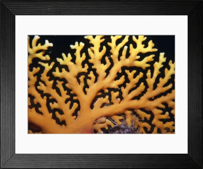 Framed Print : Lace / Stinging Hydroid Coral - dangerous Indo Pacific Framed Print : Lace / Stinging Hydroid Coral - dangerous Indo Pacific