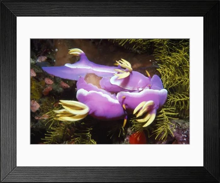 Framed Print : Nudibranchs - mating Indonesia Framed Print : Nudibranchs - mating Indonesia