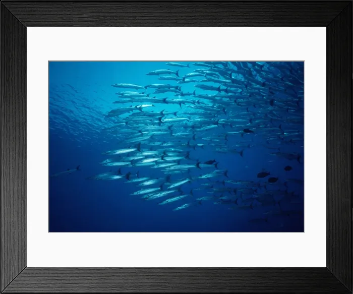 Framed Print : Great Barracuda Framed Print : Great Barracuda