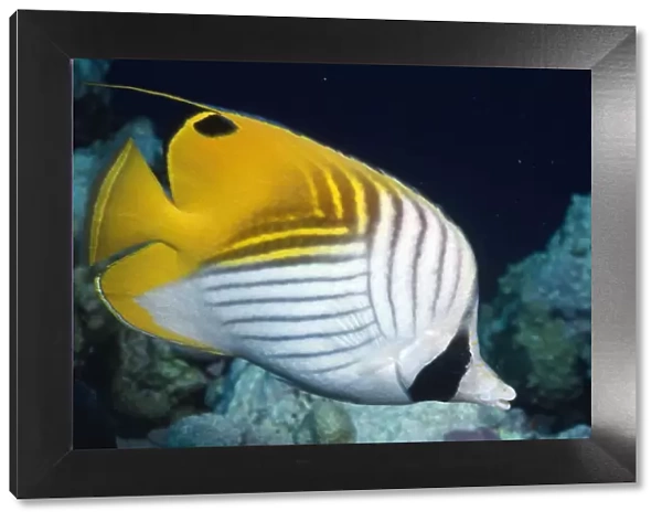 Threadfin Butterfly Fish Indo Pacific