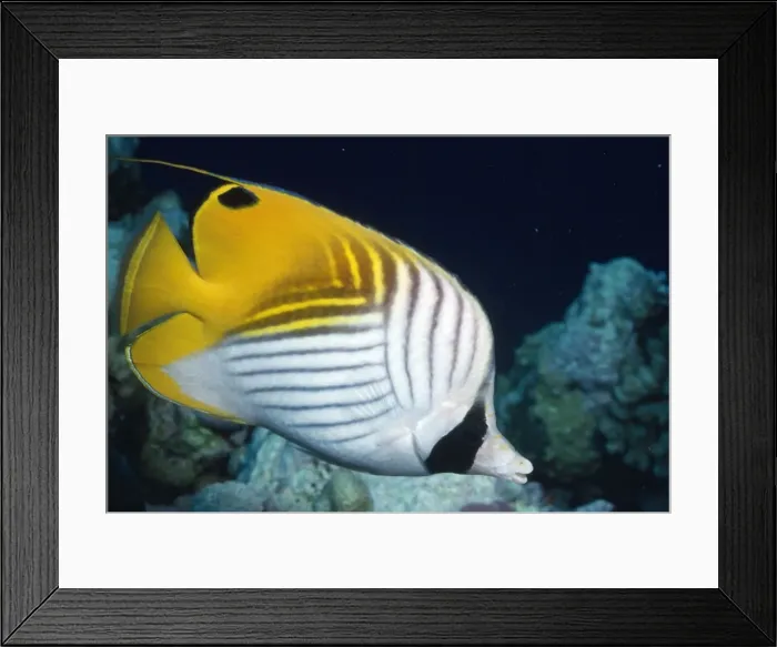 Framed Print : Threadfin Butterfly Fish Indo Pacific Framed Print : Threadfin Butterfly Fish Indo Pacific