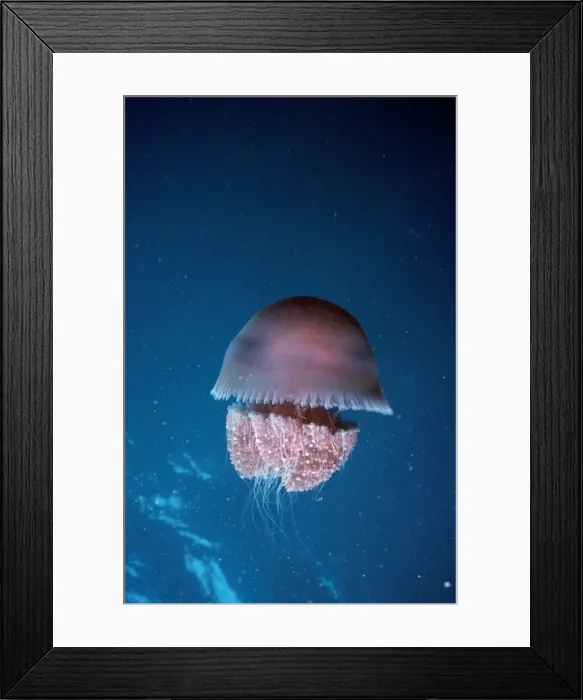 Framed Print : Jellyfish - venomous Australia Framed Print : Jellyfish - venomous Australia