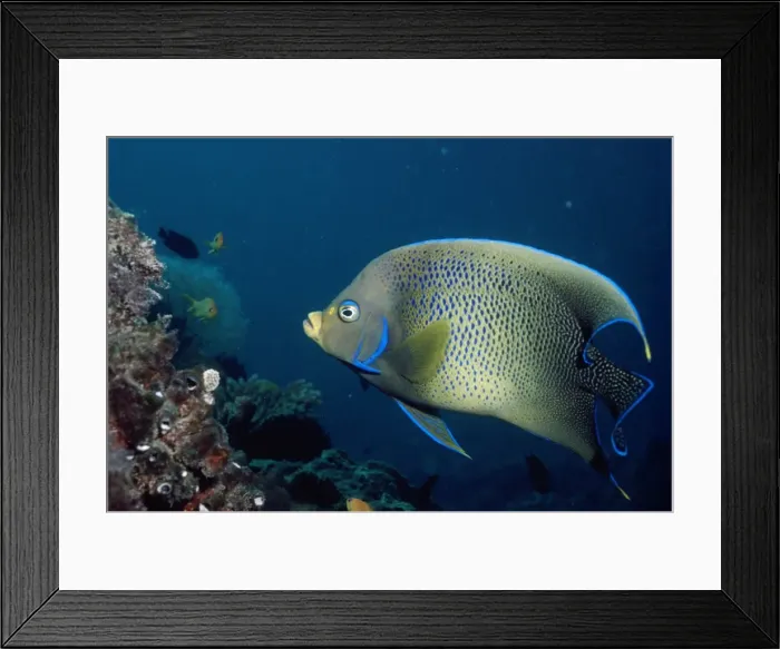 Framed Print : Blue Angel Fish Great Barrier Reef, Australia Framed Print : Blue Angel Fish Great Barrier Reef, Australia