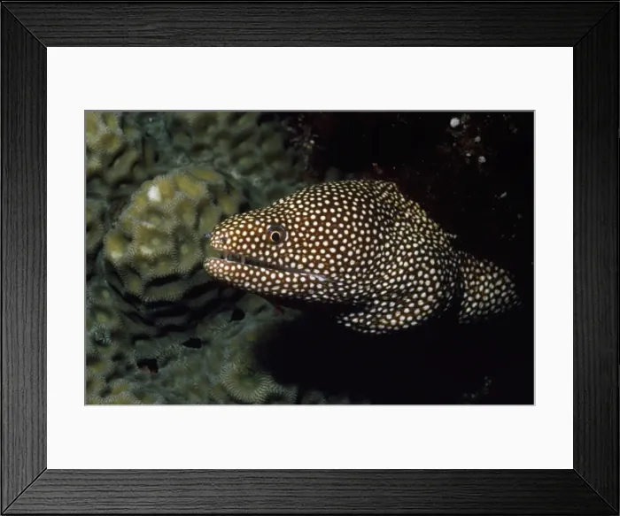 Framed Print : Whitemouth Moray Eel Indo Pacific Framed Print : Whitemouth Moray Eel Indo Pacific