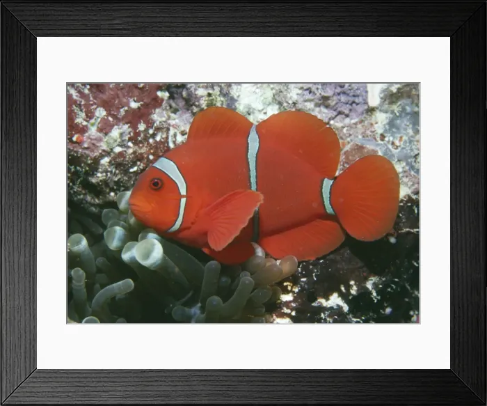 Framed Print : Maroon / Spine-cheeked Clownfish / Anemone Fish - Indo Pacific Framed Print : Maroon / Spine-cheeked Clownfish / Anemone Fish - Indo Pacific