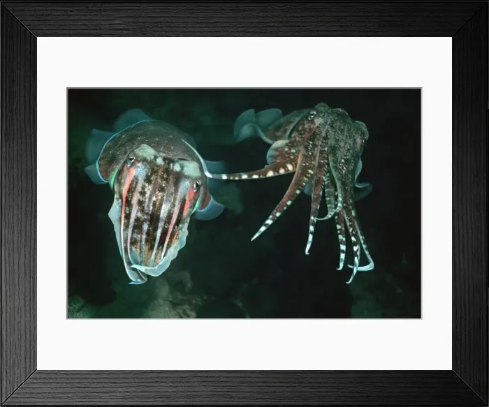Framed Print : Cuttlefish - The male caressing the female prior to copulation Richlieu rock. Andaman Sea, Thailand