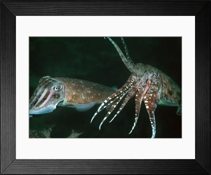Framed Print : Cuttlefish courting - The male displaying to the female prior to copulation. Thailand, Andaman sea Framed Print : Cuttlefish courting - The male displaying to the female prior to copulation. Thailand, Andaman sea