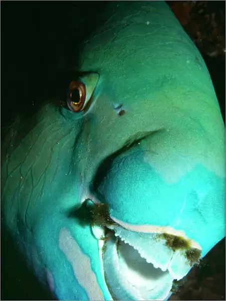 Steephead Parrot Fish - male. Great Barrier Reef, Australia