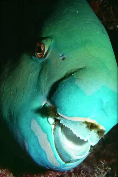 Steephead Parrot Fish - male. Great Barrier Reef, Australia