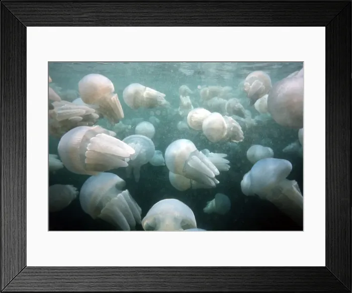 Framed Print : Spotted Jellyfish Jellyfish Congregation New South Wales, Australia Framed Print : Spotted Jellyfish Jellyfish Congregation New South Wales, Australia