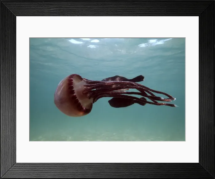 Framed Print : Jellyfish Fish hide near stinger, using it for protection Trial Bay, New South Wales, Australia Framed Print : Jellyfish Fish hide near stinger, using it for protection Trial Bay, New South Wales, Australia