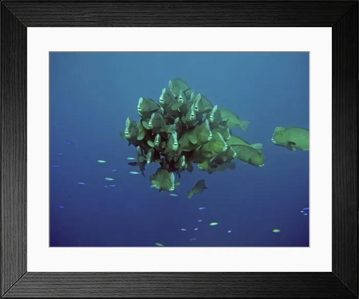 Framed Print : Double-headed / Giant Bump headed / Giant Parrotfish - The largest of their species in the world. Raine Island, Great Barrier Reef. Australia Framed Print : Double-headed / Giant Bump headed / Giant Parrotfish - The largest of their species in the world. Raine Island, Great Barrier Reef. Australia