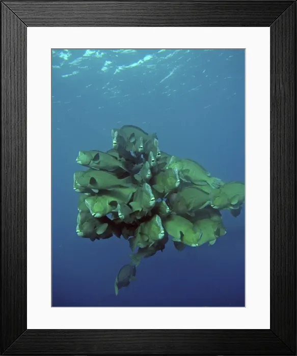 Framed Print : Double-headed / Giant Bump headed / Giant Parrotfish - The largest of their species in the world clumping together in a family group. This type of behavour is very rarely seen. Raine Island, Great barrier Reef. Australia Framed Print : Double-headed / Giant Bump headed / Giant Parrotfish - The largest of their species in the world clumping together in a family group. This type of behavour is very rarely seen. Raine Island, Great barrier Reef. Australia