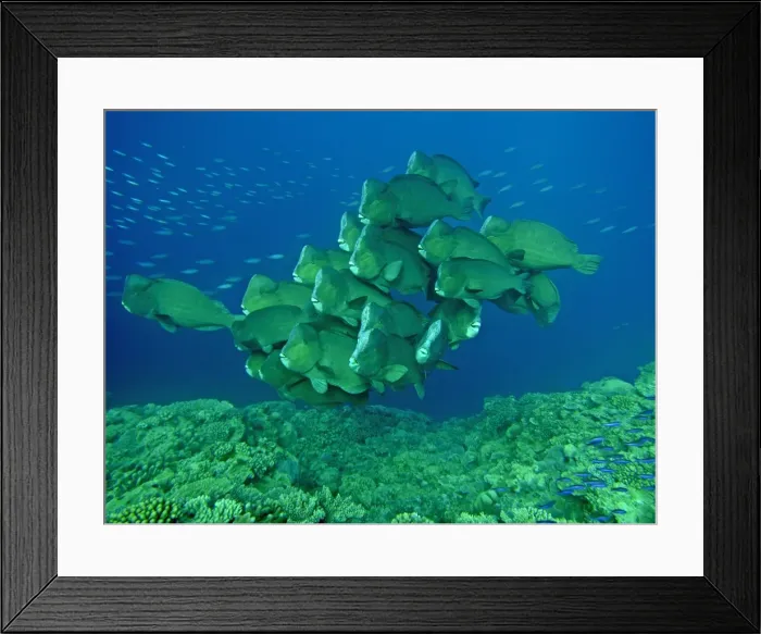 Framed Print : Double-headed / Giant Bump headed / Giant Parrotfish - The largest of their species in the world clumping together in a family group. This type of behavour is very rarely seen. Raine Island, Great Barrier Reef. Australia Framed Print : Double-headed / Giant Bump headed / Giant Parrotfish - The largest of their species in the world clumping together in a family group. This type of behavour is very rarely seen. Raine Island, Great Barrier Reef. Australia