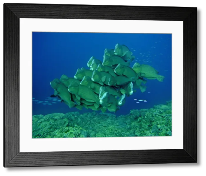 Framed Print : Double-headed / Giant Bump headed / Giant Parrotfish - The largest of their species in the world clumping together in a family group. This type of behavour is very rarely seen. Raine Island, Great Barrier Reef. Australia Framed Print : Double-headed / Giant Bump headed / Giant Parrotfish - The largest of their species in the world clumping together in a family group. This type of behavour is very rarely seen. Raine Island, Great Barrier Reef. Australia