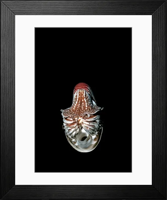Framed Print : Nautilus - Trapped Nautilus released in deep water Milne Bay Papua New Guinea Framed Print : Nautilus - Trapped Nautilus released in deep water Milne Bay Papua New Guinea