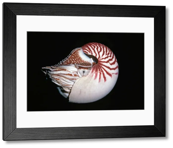 Framed Print : Nautilus - Trapped chambered Nautilus released in deep water Milne Bay Papua New Guinea Framed Print : Nautilus - Trapped chambered Nautilus released in deep water Milne Bay Papua New Guinea