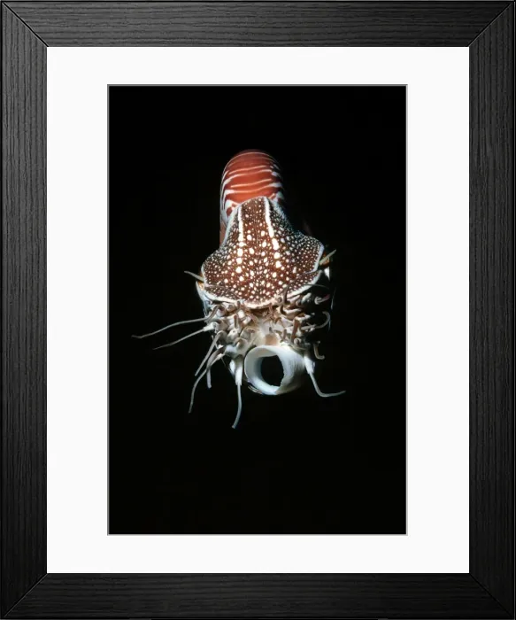 Framed Print : Nautilus - This specimen was brought up from 200 meters in a trap and released Milne bay. Papua New Guinea Framed Print : Nautilus - This specimen was brought up from 200 meters in a trap and released Milne bay. Papua New Guinea