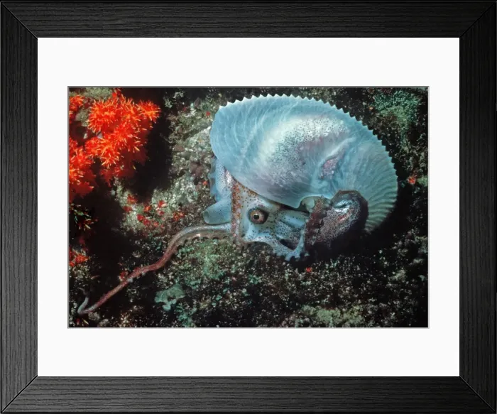 Framed Print : Paper Nautilus - found swimming in 21 meters down a drop off Qatar. Arabian Gulf Framed Print : Paper Nautilus - found swimming in 21 meters down a drop off Qatar. Arabian Gulf
