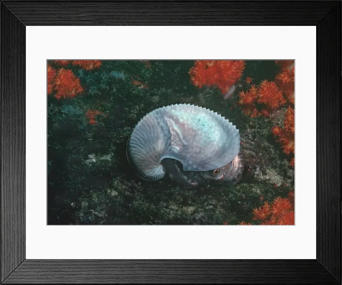 Framed Print : Paper Nautilus - found swimming in 21 meters down a drop off Qatar, Arabian Gulf Framed Print : Paper Nautilus - found swimming in 21 meters down a drop off Qatar, Arabian Gulf