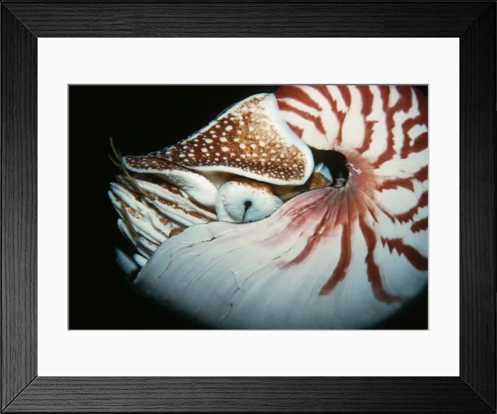 Framed Print : Nautilus - Trapped chambered Nautilus released in deep water Milne bay. Papua New Guinea Framed Print : Nautilus - Trapped chambered Nautilus released in deep water Milne bay. Papua New Guinea