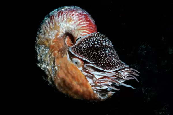Nautilus - This rarely seen hairy nautilus was trapped in 80 m of water and later released 20 m down a drop off Milne Bay. Papua New Guinea