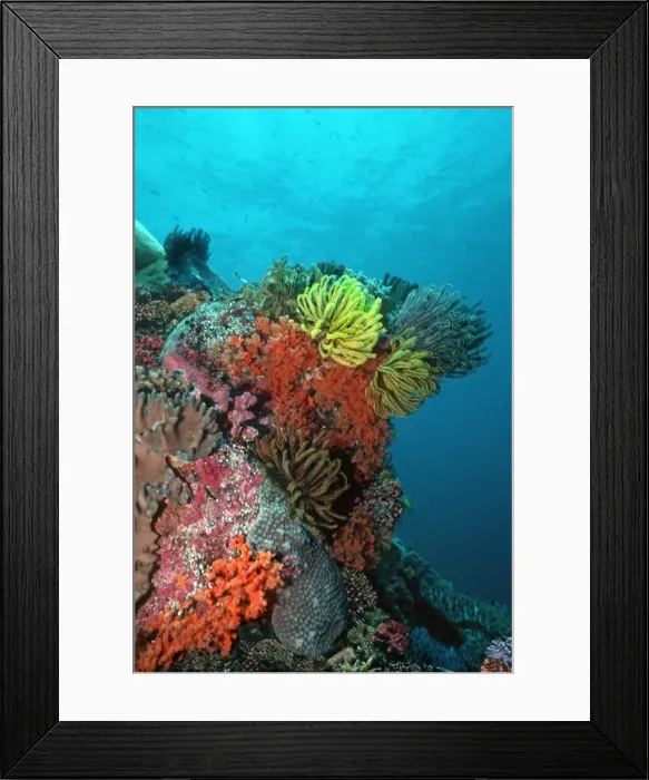 Framed Print : Coral reef - Underwater scene of coral reef with feather starfish and soft corals. Corals, sponges, feather stars. Komodo Island. Indonesia Framed Print : Coral reef - Underwater scene of coral reef with feather starfish and soft corals. Corals, sponges, feather stars. Komodo Island. Indonesia