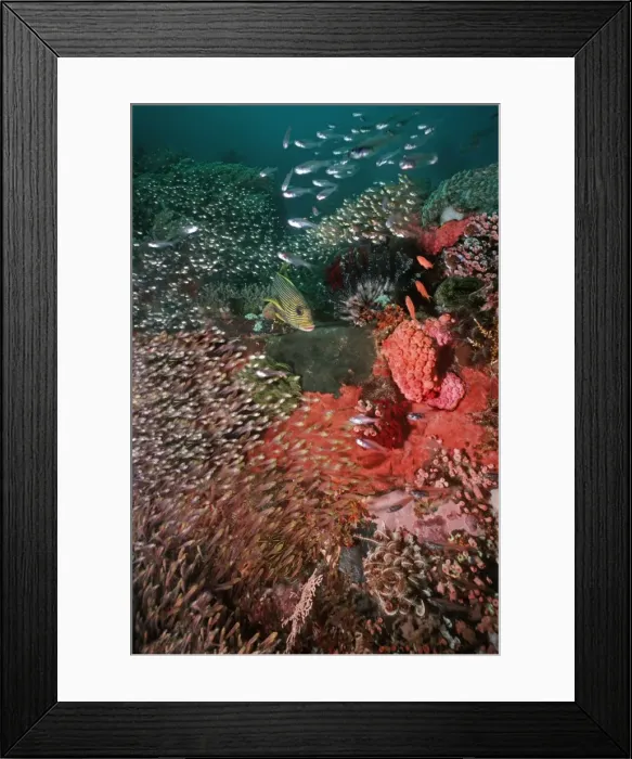 Framed Print : Scenic, Corals - Komodo Marine Park, Komodo is world famous for its rich and colourful marine life - Komodo National Park. Indonesia Framed Print : Scenic, Corals - Komodo Marine Park, Komodo is world famous for its rich and colourful marine life - Komodo National Park. Indonesia