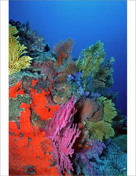 Senic coral reef underwater Komodo is world famous for its rich and colourful marine life Komodo Marine Park, Indonesia