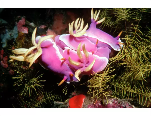 Nudibranch - Pink Nudibranchs in a group mating bunch Ternate, Indonesia