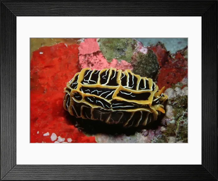 Framed Print : Nudibranch - gliding over colourful sponge garden Banda Sea, Indonesia Framed Print : Nudibranch - gliding over colourful sponge garden Banda Sea, Indonesia