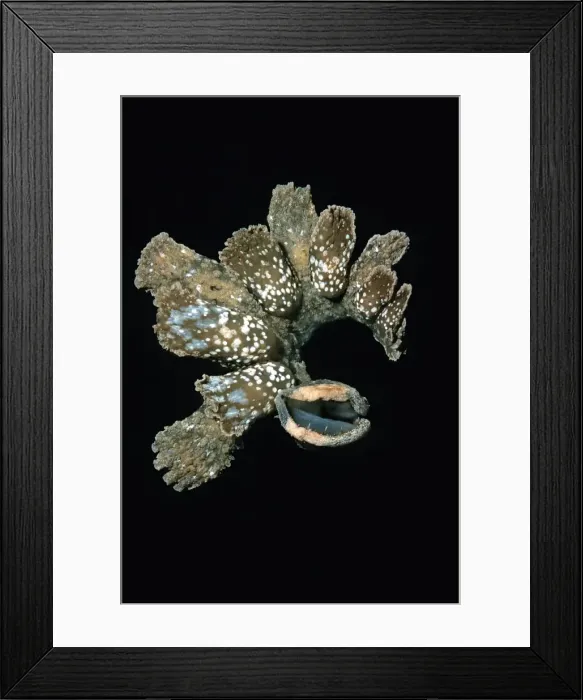 Framed Print : Nudibranch - Melibe has a huge mouth (bottom right) which it stretches across the sand scraping off any food particals Papua New Guinea Framed Print : Nudibranch - Melibe has a huge mouth (bottom right) which it stretches across the sand scraping off any food particals Papua New Guinea