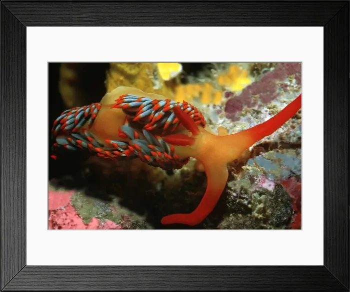 Framed Print : Nudibranch - Endemic to North Western Australia Exmouth, Nigaloo Reef, West Australia Framed Print : Nudibranch - Endemic to North Western Australia Exmouth, Nigaloo Reef, West Australia