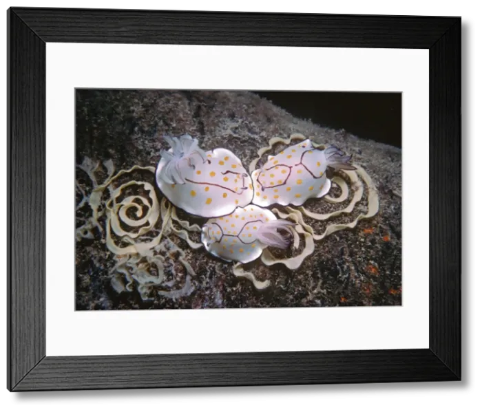 Framed Print : Nudibranch - Laying eggs on a destroyed oil rig at 35meters. Quatar, Arabian Gulf Framed Print : Nudibranch - Laying eggs on a destroyed oil rig at 35meters. Quatar, Arabian Gulf