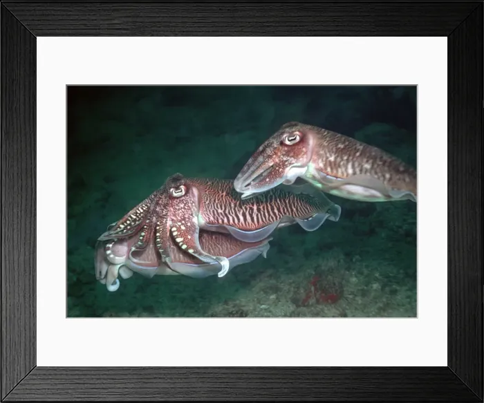 Framed Print : Cuttlefish courting - Two male cuttlefish courting a female. both males struggled with each other to hold the female Thailand, Andaman Sea, Richlieu Rock Framed Print : Cuttlefish courting - Two male cuttlefish courting a female. both males struggled with each other to hold the female Thailand, Andaman Sea, Richlieu Rock