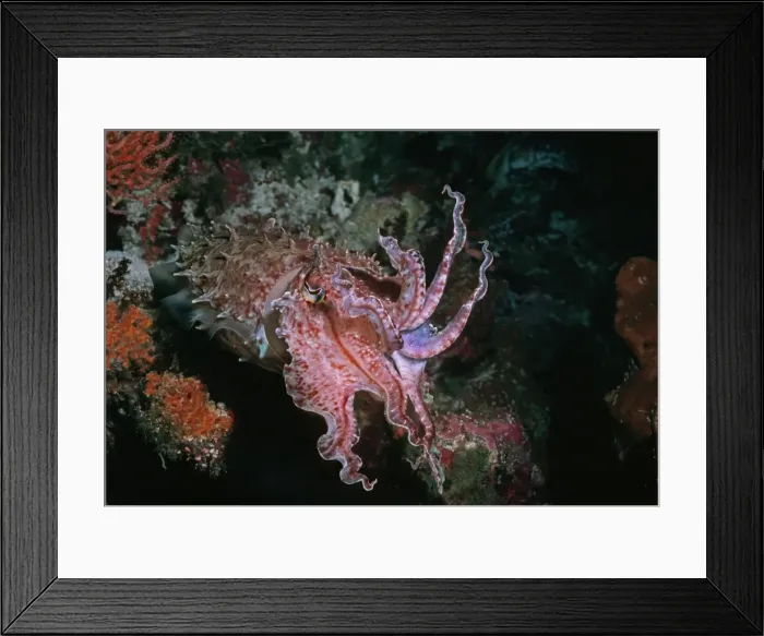 Framed Print : Cuttlefish - This cuttlefish changes colour and shape constantly. It may reach 500mm in length. Presenting a warning display Milne Bay, Papua New Guinea Framed Print : Cuttlefish - This cuttlefish changes colour and shape constantly. It may reach 500mm in length. Presenting a warning display Milne Bay, Papua New Guinea