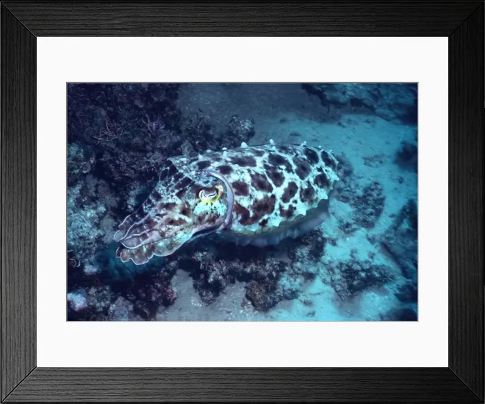 Framed Print : Broadclub Cuttlefish - This cuttlefish changes colour and shape constantly. It may reach 500mm in length Milne Bay, Papua New Guinea Framed Print : Broadclub Cuttlefish - This cuttlefish changes colour and shape constantly. It may reach 500mm in length Milne Bay, Papua New Guinea