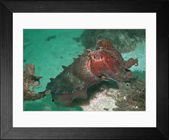 Framed Print : Giant Cuttlefish - Endemic to southern and eastern Australia this is largest of all cuttlefish and can reach a length of one meter Jervis Bay, NSW. Australia Framed Print : Giant Cuttlefish - Endemic to southern and eastern Australia this is largest of all cuttlefish and can reach a length of one meter Jervis Bay, NSW. Australia