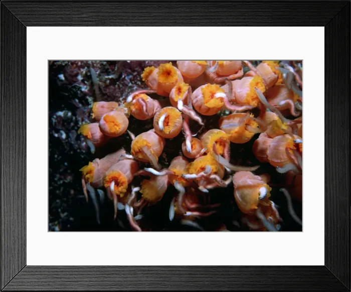 Framed Print : Coral polyps, - Night. Worms attracted by camera light excite these cup corals into a feeding frenzy Heron Is. Great barrier reef, Australia Framed Print : Coral polyps, - Night. Worms attracted by camera light excite these cup corals into a feeding frenzy Heron Is. Great barrier reef, Australia