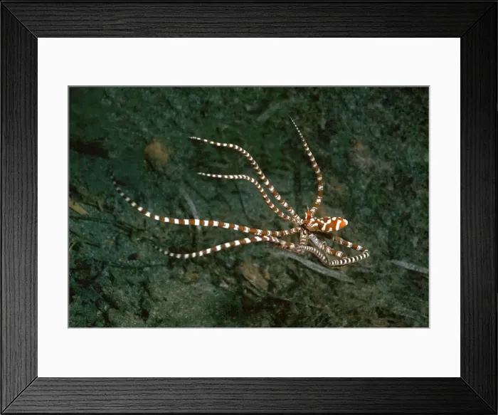 Framed Print : Wunderpus - Found in sandy areas, Ability to change shape and mimic other sand dwelling creatures Milne Bay, Papua New Guinea Framed Print : Wunderpus - Found in sandy areas, Ability to change shape and mimic other sand dwelling creatures Milne Bay, Papua New Guinea