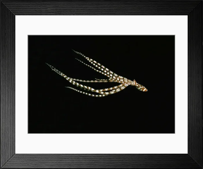 Framed Print : Wunderpus - Found in sandy areas, Ability to change shape and mimic other sand dwelling creatures Milne Bay, Papua New Guinea Framed Print : Wunderpus - Found in sandy areas, Ability to change shape and mimic other sand dwelling creatures Milne Bay, Papua New Guinea