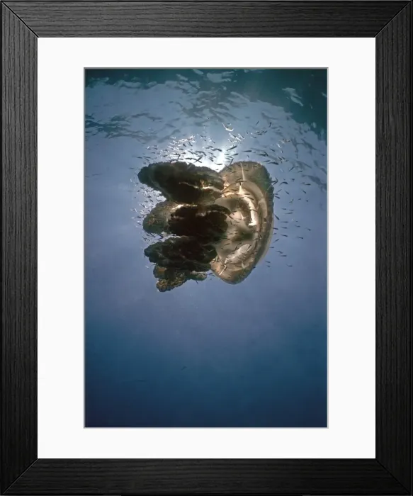 Framed Print : Giant Jellyfish- Its stinging tenticals give protection to small fish as they drift in the ocean currents Seal Rocks. NSW. Ausralia Framed Print : Giant Jellyfish- Its stinging tenticals give protection to small fish as they drift in the ocean currents Seal Rocks. NSW. Ausralia